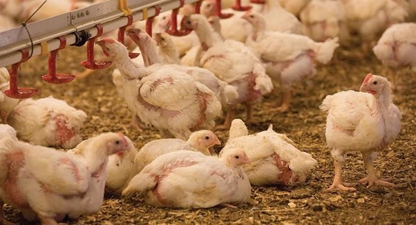 gov-t-bans-imports-of-poultry-products-from-australia-biosecurity